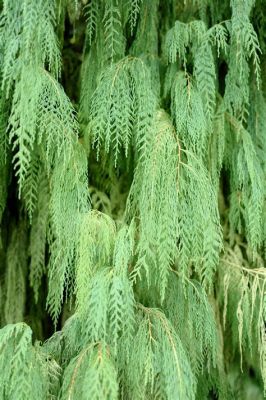  The Weeping Cypress – A Symphony of Sorrow and Emerald Tranquility