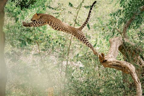  The Leopard Hunt -  A Triumphant Depiction of Majesty and Daring Courage!